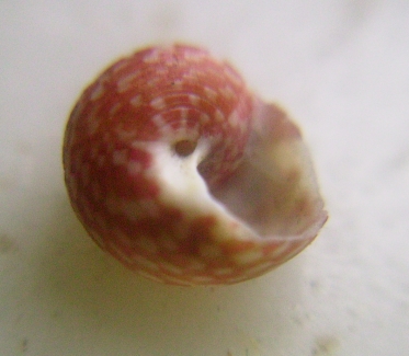 Gibbula...